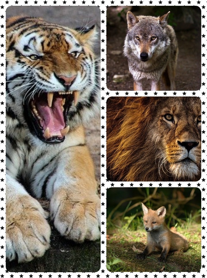 25+ जंगली जानवरों का नाम - Wild animals name in Hindi - Hindibichar